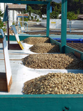kopi_luwak